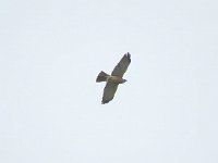 Accipiter brevipes 5, Balkansperwer, male, Saxifraga-Henk Sierdsema