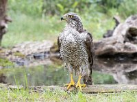 Accipiter gentilis 102, Havik, Saxifaga-Luuk Vermeer