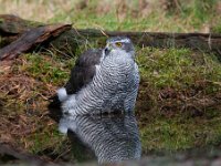 Accipiter gentilis 109, Havik, Saxifaga-Luuk Vermeer