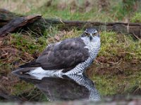 Accipiter gentilis 111, Havik, Saxifaga-Luuk Vermeer