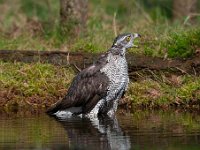 Accipiter gentilis 119, Havik, Saxifaga-Luuk Vermeer