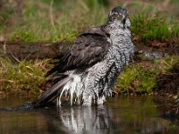 Accipiter gentilis 120, Havik, Saxifaga-Luuk Vermeer