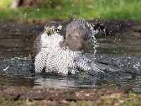 Accipiter gentilis 132, Havik, Saxifaga-Luuk Vermeer