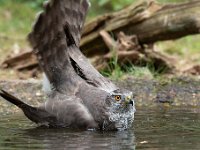 Accipiter gentilis 141, Havik, Saxifaga-Luuk Vermeer