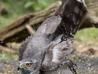 Accipiter gentilis 142, Havik, Saxifaga-Luuk Vermeer