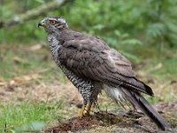 Accipiter gentilis 148, Havik, Saxifaga-Luuk Vermeer