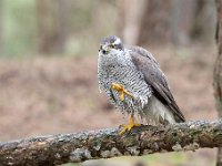 Accipiter gentilis 151, Havik, Saxifaga-Luuk Vermeer