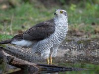 Accipiter gentilis 156, Havik, Saxifaga-Luuk Vermeer