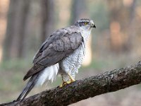 Accipiter gentilis 158, Havik, Saxifaga-Luuk Vermeer