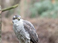 Accipiter gentilis 166, Havik, Saxifaga-Luuk Vermeer