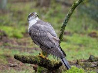 Accipiter gentilis 167, Havik, Saxifaga-Luuk Vermeer