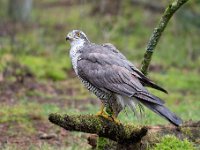 Accipiter gentilis 169, Havik, Saxifaga-Luuk Vermeer