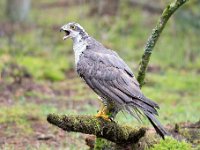 Accipiter gentilis 171, Havik, Saxifaga-Luuk Vermeer