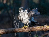 Accipiter gentilis 174, Havik, Saxifaga-Luuk Vermeer