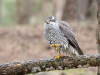 Accipiter gentilis 176, Havik, Saxifaga-Luuk Vermeer