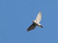 Accipiter gentilis 181, Havik, female, Saxifraga-Mark Zekhuis