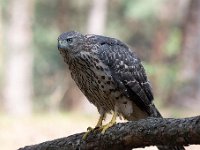 Accipiter gentilis 3, Havik, Saxifaga-Luuk Vermeer