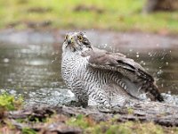 Accipiter gentilis 34, Havik, Saxifaga-Luuk Vermeer