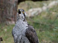 Accipiter gentilis 41, Havik, Saxifaga-Luuk Vermeer