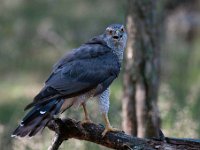 Accipiter gentilis 43, Havik, Saxifaga-Luuk Vermeer