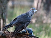 Accipiter gentilis 45, Havik, Saxifaga-Luuk Vermeer