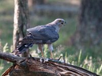 Accipiter gentilis 49, Havik, Saxifaga-Luuk Vermeer