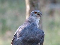 Accipiter gentilis 50, Havik, Saxifaga-Luuk Vermeer