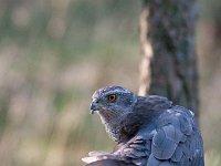 Accipiter gentilis 54, Havik, Saxifaga-Luuk Vermeer