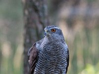 Accipiter gentilis 56, Havik, Saxifaga-Luuk Vermeer