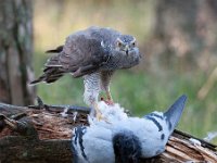 Accipiter gentilis 59, Havik, Saxifaga-Luuk Vermeer