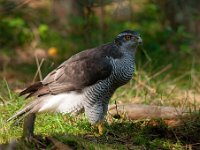 Accipiter gentilis 68, Havik, Saxifaga-Luuk Vermeer