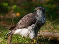 Accipiter gentilis 69, Havik, Saxifaga-Luuk Vermeer