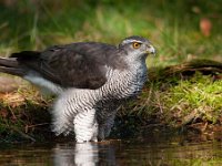 Accipiter gentilis 70, Havik, Saxifaga-Luuk Vermeer