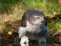 Accipiter gentilis 74, Havik, Saxifaga-Luuk Vermeer