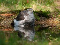 Accipiter gentilis 77, Havik, Saxifaga-Luuk Vermeer