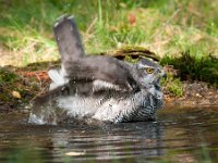 Accipiter gentilis 81, Havik, Saxifaga-Luuk Vermeer