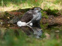 Accipiter gentilis 82, Havik, Saxifaga-Luuk Vermeer