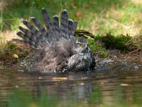 Accipiter gentilis 85, Havik, Saxifaga-Luuk Vermeer