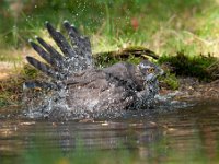 Accipiter gentilis 89, Havik, Saxifaga-Luuk Vermeer