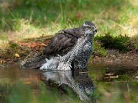 Accipiter gentilis 90, Havik, Saxifaga-Luuk Vermeer