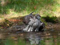 Accipiter gentilis 91, Havik, Saxifaga-Luuk Vermeer