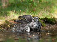 Accipiter gentilis 96, Havik, Saxifaga-Luuk Vermeer