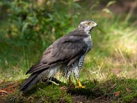 Accipiter gentilis 98, Havik, Saxifaga-Luuk Vermeer