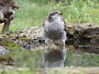 Accipiter gentilis 99, Havik, Saxifaga-Luuk Vermeer