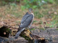 Accipiter nisus 100, Sperwer, Saxifraga-Luuk Vermeer