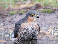 Accipiter nisus 104, Sperwer, Saxifraga-Luuk Vermeer