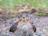 Accipiter nisus 107, Sperwer, Saxifraga-Luuk Vermeer