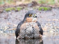 Accipiter nisus 108, Sperwer, Saxifraga-Luuk Vermeer