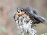 Accipiter nisus 115, Sperwer, Saxifraga-Luuk Vermeer