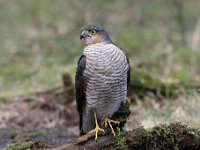 Accipiter nisus 117, Sperwer, Saxifraga-Luuk Vermeer